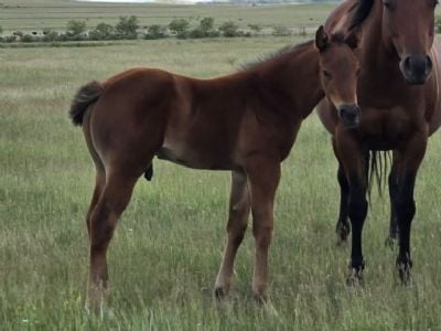 Bluestem Bon Jovi JW<BR>AQHA PENDING